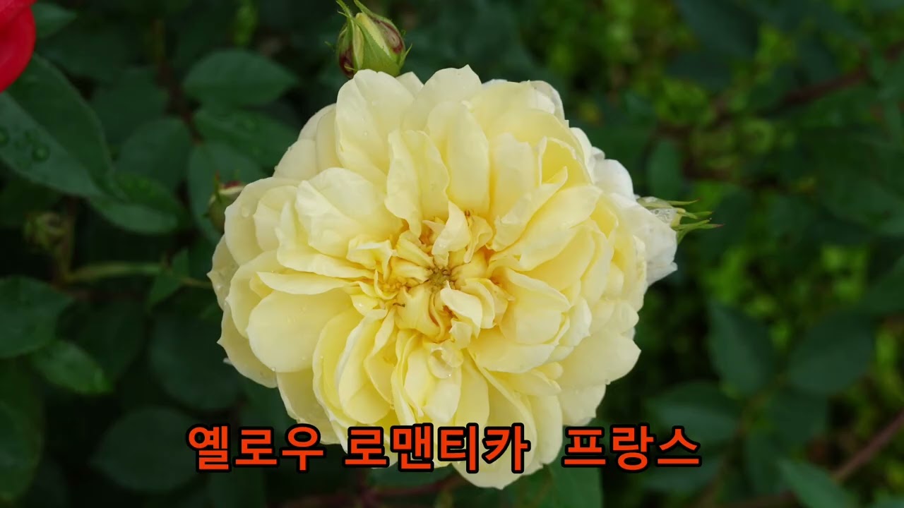 장미종류25종 사진영상[16]  25 kinds of roses [16]