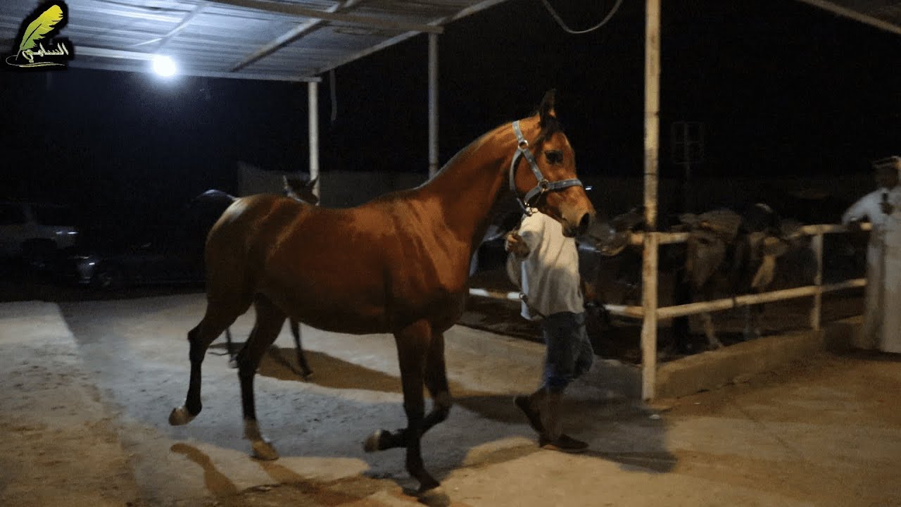 حراج الخيل الأسبوعي بالطائف 5 4 2022