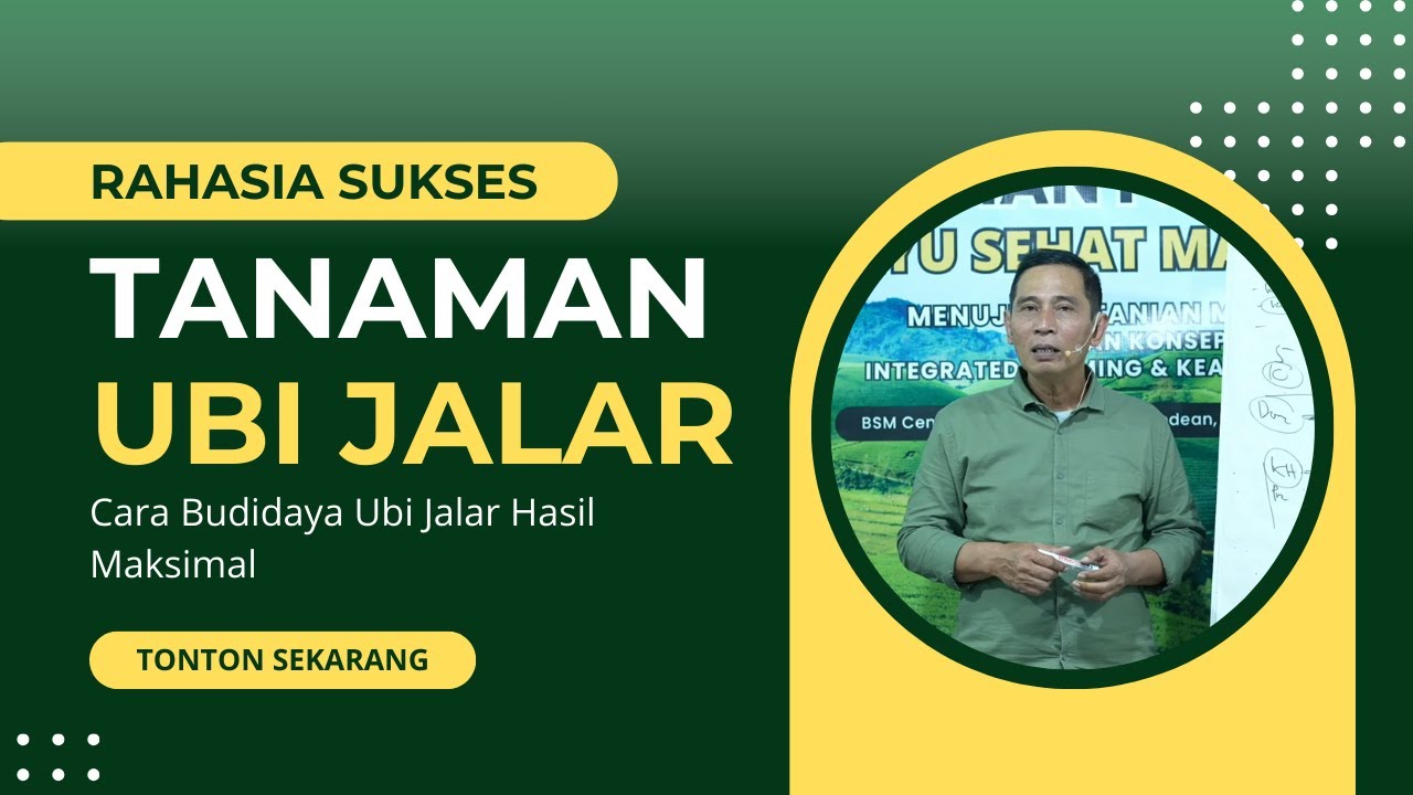 Bayu Diningrat ~ Cara Budidaya Ubi Jalar Hasil Maksimal