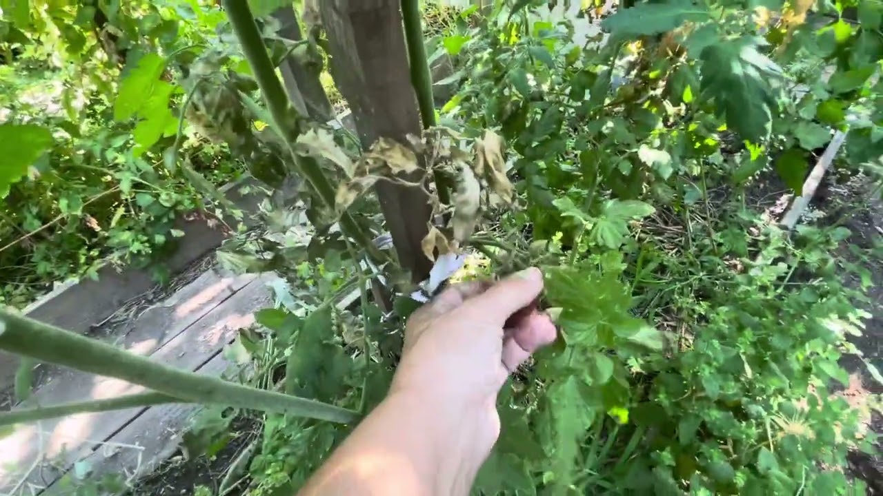Visite de mon jardin Marseillais 2025