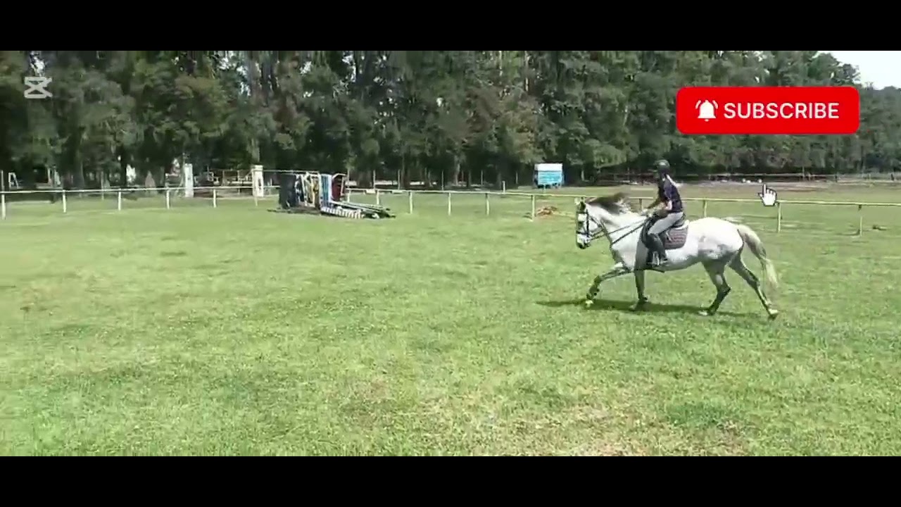 La importancia de enseñar al caballo de salto, cambios de pie en el galope. #caballos #equitación 