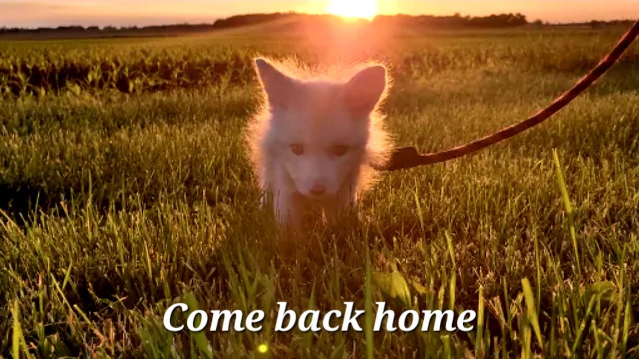 Come back home, Floofala