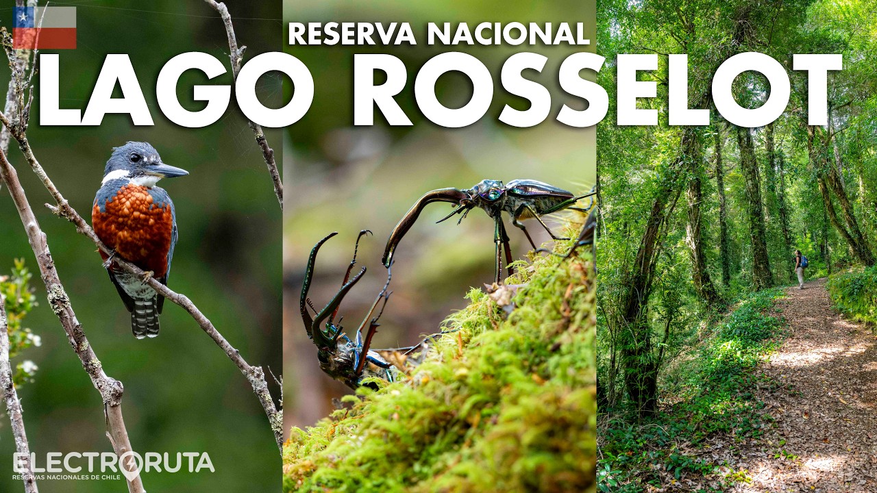 Bosques Secretos de la Patagonia Norte | Lago Rosselot | Reservas Nacionales de Chile 11/45