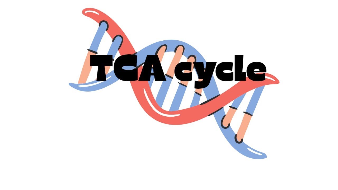 TCA cycle #lifescience #tca cycle in detailed explanation 