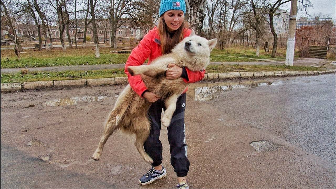 Abandoned Husky 90 Days Wandered the Streets Until This Woman Spotted Him