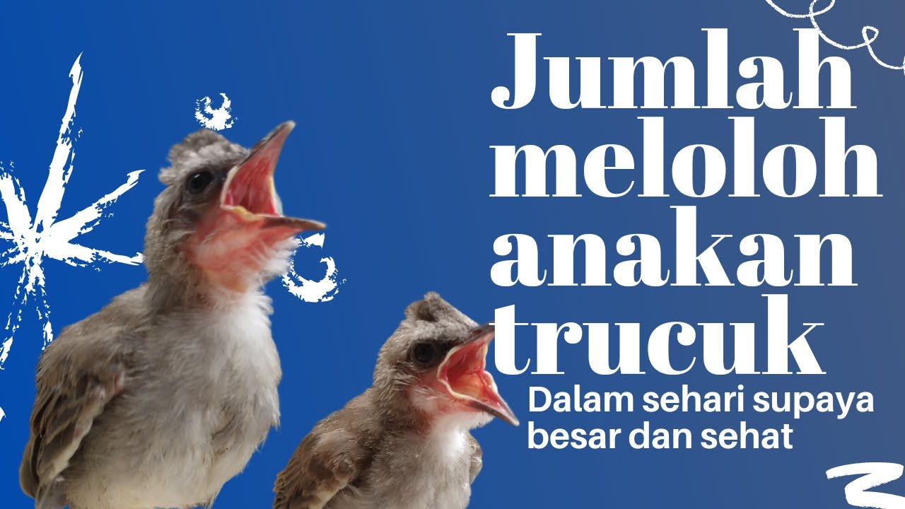 BERAPA KALI ANAKAN TRUCUK DILOLOH DALAM SEHARI?