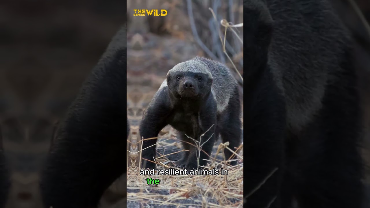 Honey Badger | Scientifically known as Mellivora Capensis | 