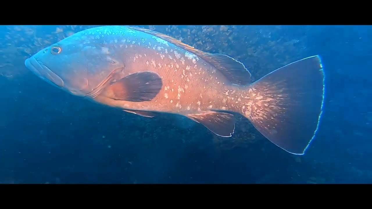 Le Cernie dell'Isola di Pianosa