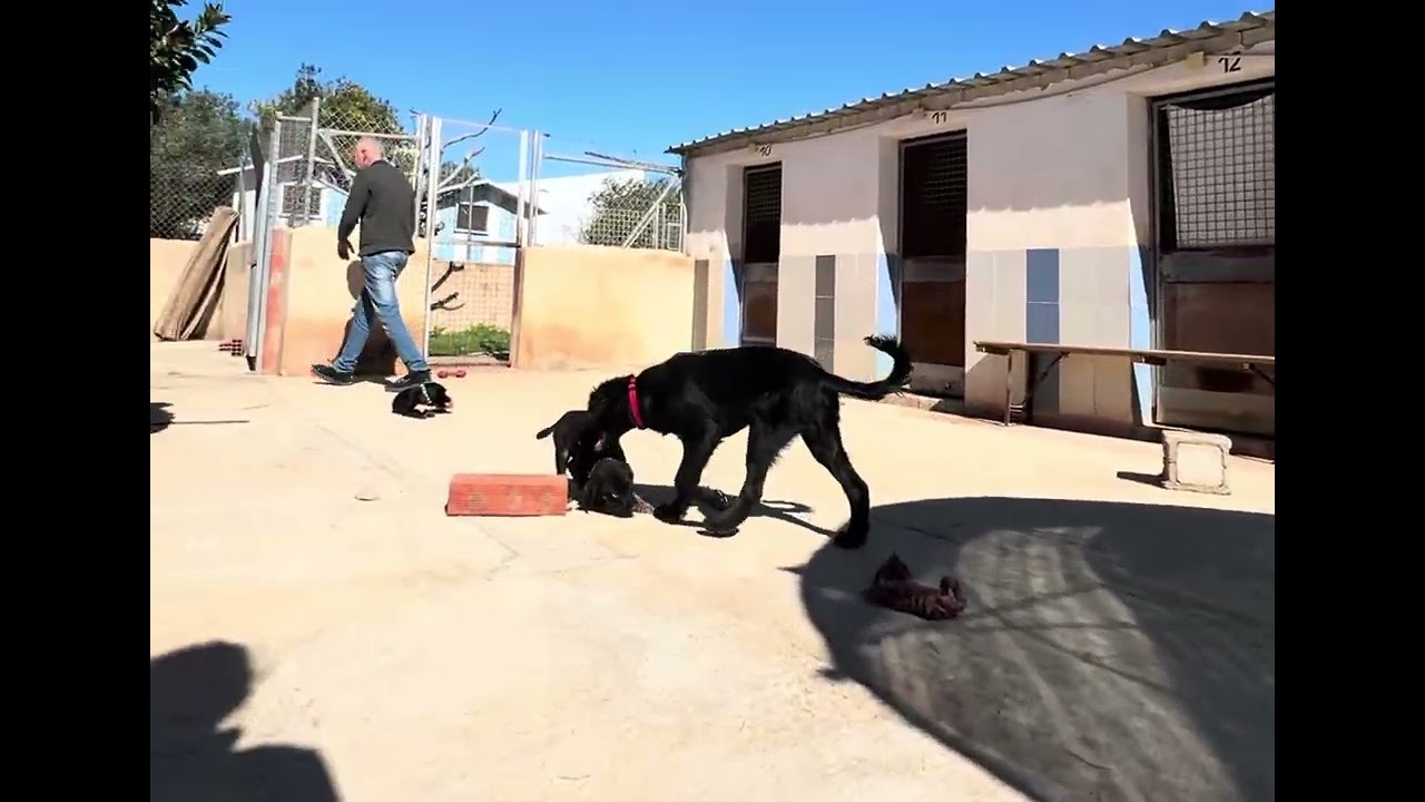 Beautiful black puppies