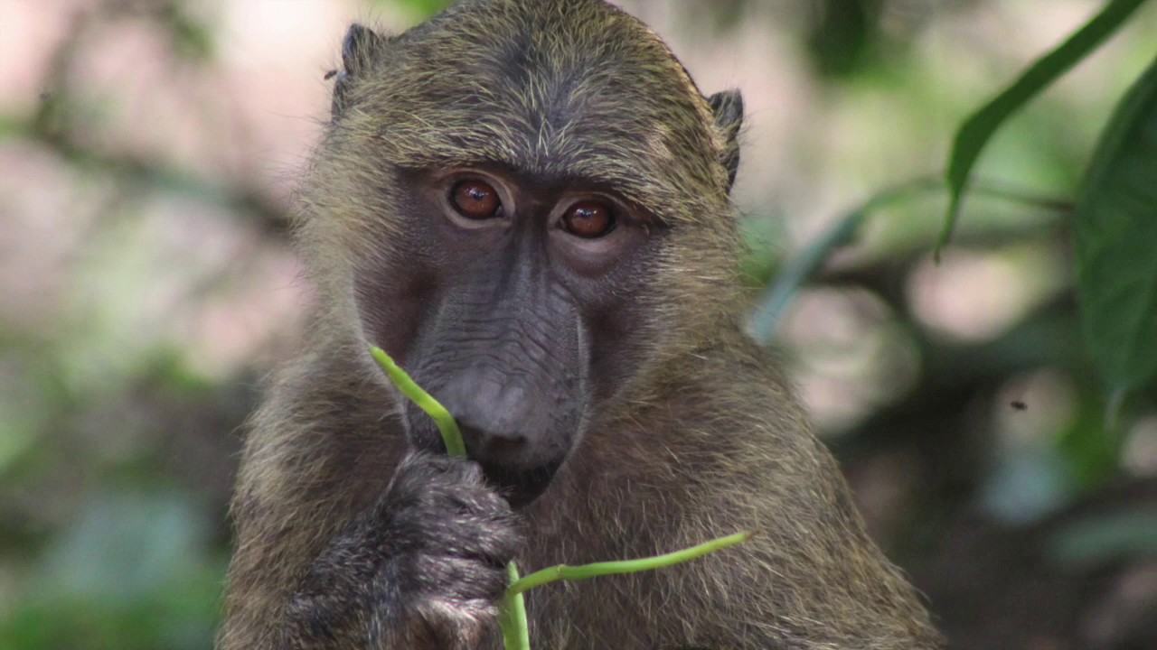Update on orphan olive baboon Kuma