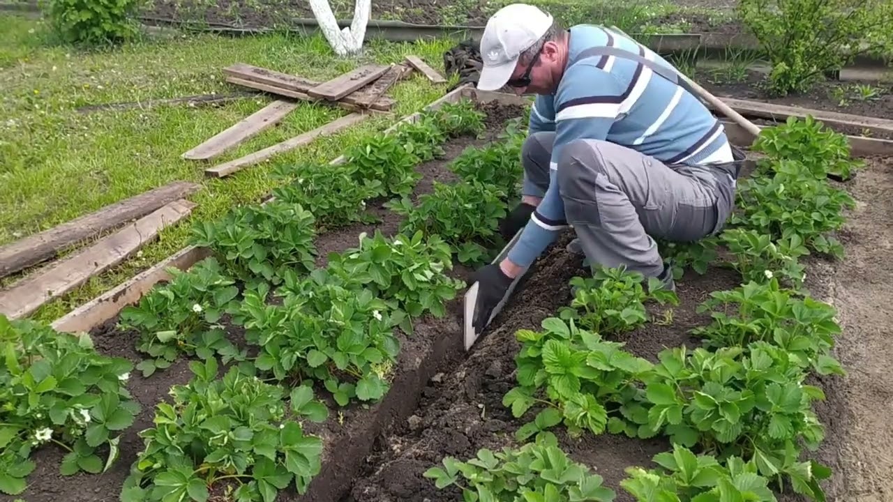 Грядки из плоского шифера для клубники от Сергея @nasledie_USSR #дача #грядки #bftech #шифер