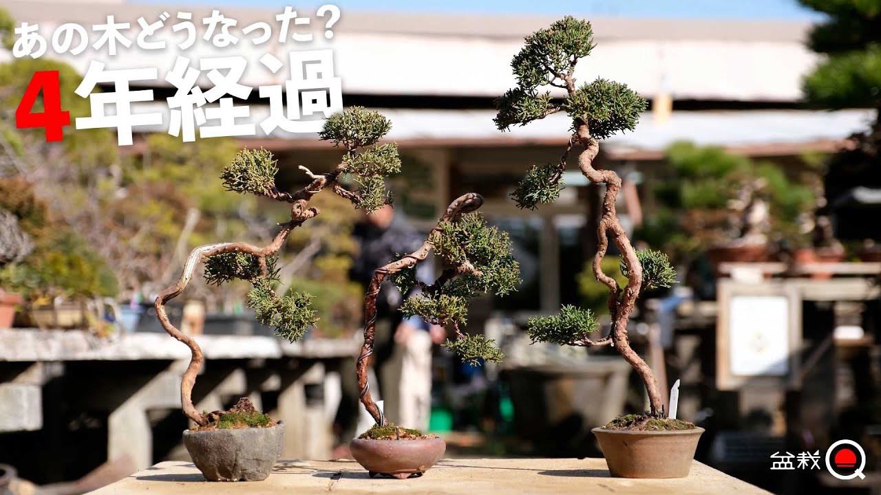 あの木どうなった？４年前に撮影した文人真柏を完成形まで作ってみよう【盆栽Q】