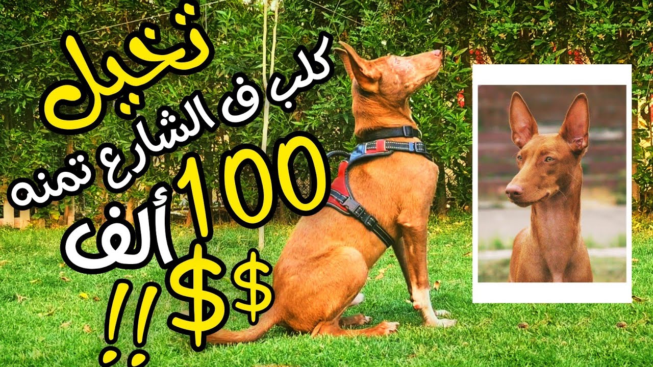 كنز في شوارع مصر محدش يعرف عنه حاجة #الكلب_الفرعوني