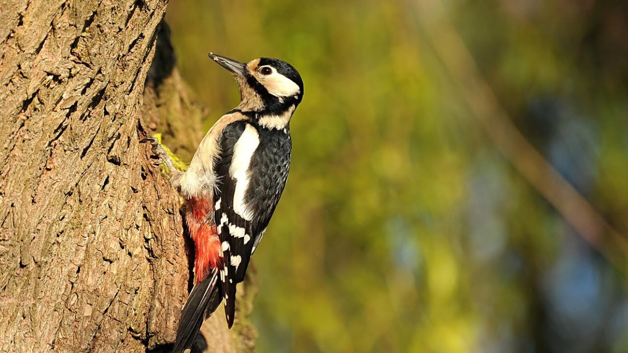Bird Sound Library | Great Spotted Woodpecker Drumming – Bird Calls & Sounds (Nature Sounds)