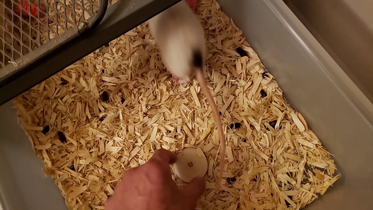 Breeding rats the right way!
