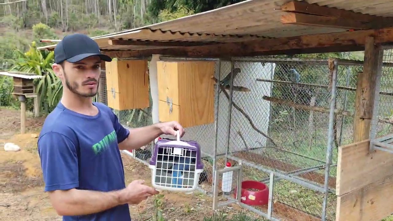 Adquiri um casal de violeta para o  nosso criatório 