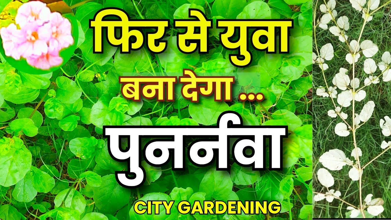 पुनर्नवा (Punarnava) के अद्भुत फायदे | आयुर्वेद की अमूल्य जड़ी बूटी | Health Benefits of Punarnava