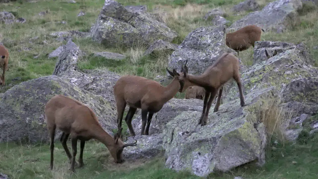Faune sauvage des Pyrénées