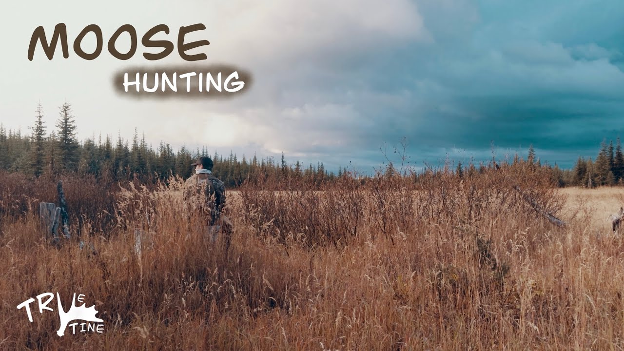 Solo September Moose Hunting BC 2024