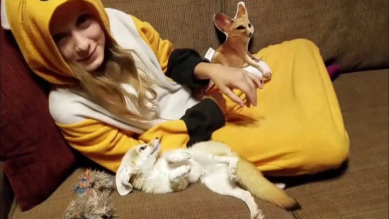 Lucy the Fennec Fox Meets Herself 😂