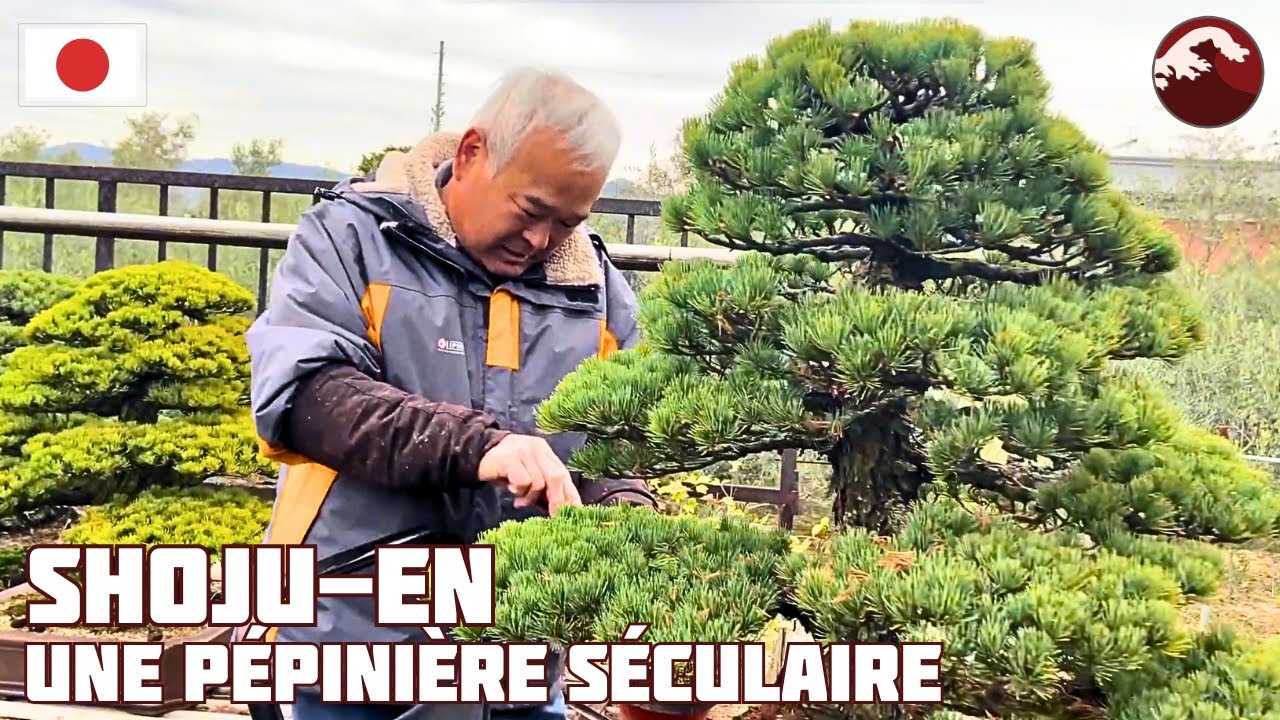 BONSAI KANDAKA SHOJUEN NURSERY - КИНАСИ - ТАКАМАЦУ - ЯПОНИЯ 🇯🇵 NEJIKAN BONSAI 🇯🇵