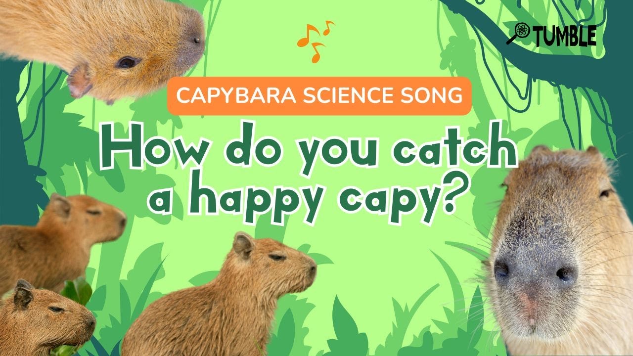 How Do You Catch a Happy Capy? - CAPYBARA SCIENCE SONG - TUMBLE PODCAST VIDEO