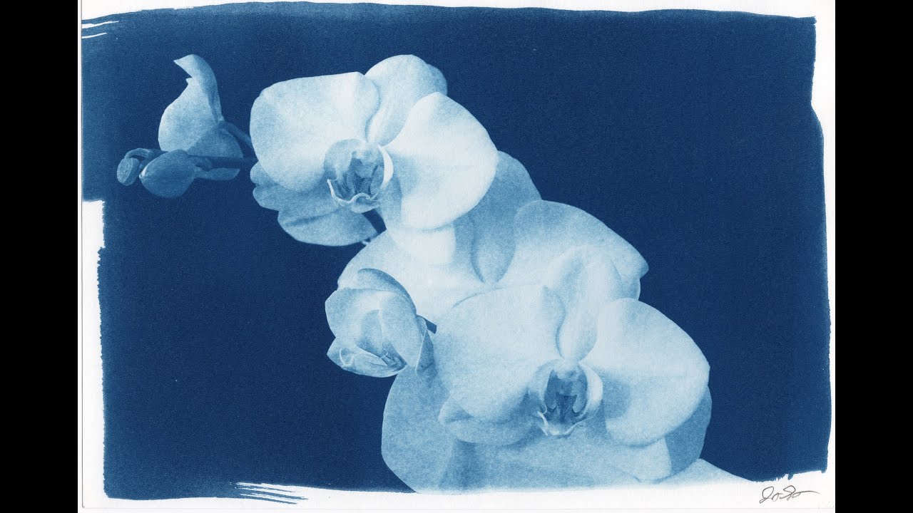 Orchid Cyanotype