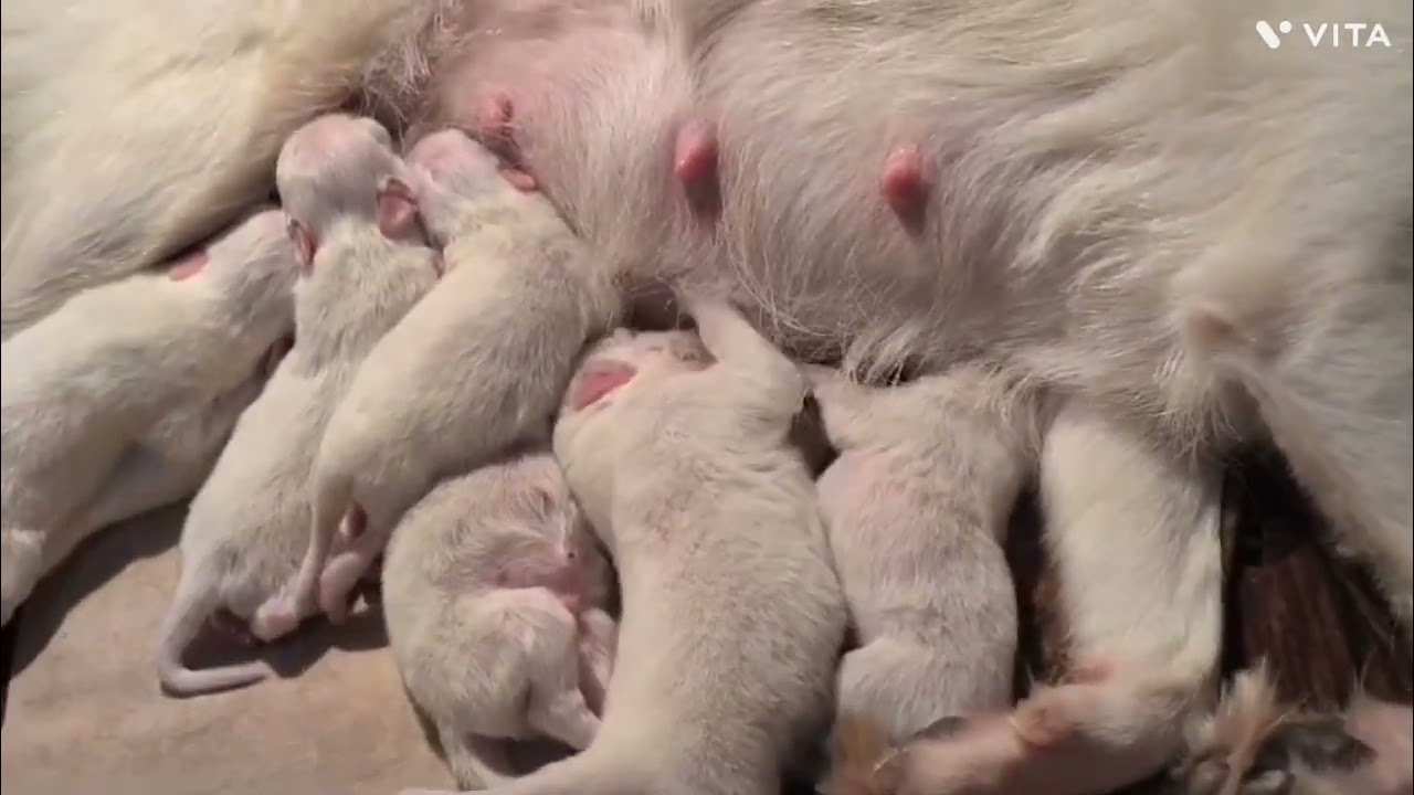 Cute puppy mother ##pet #animal #comedy #cutepet #cutedog #funnypet  #funny  molu Bhaijaan 