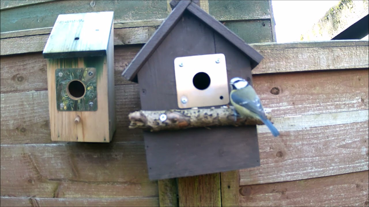 BLUE TIT TRYING TO DECIDE WHICH NEST BOX TO NEST IN#BLUE#TIT#NEST#BOX