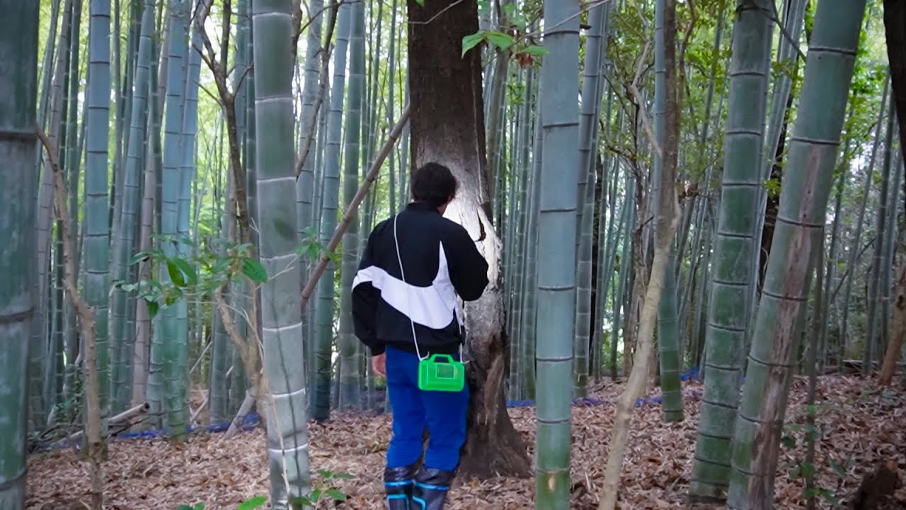 大量のヒラタクワガタを見つけてしまった