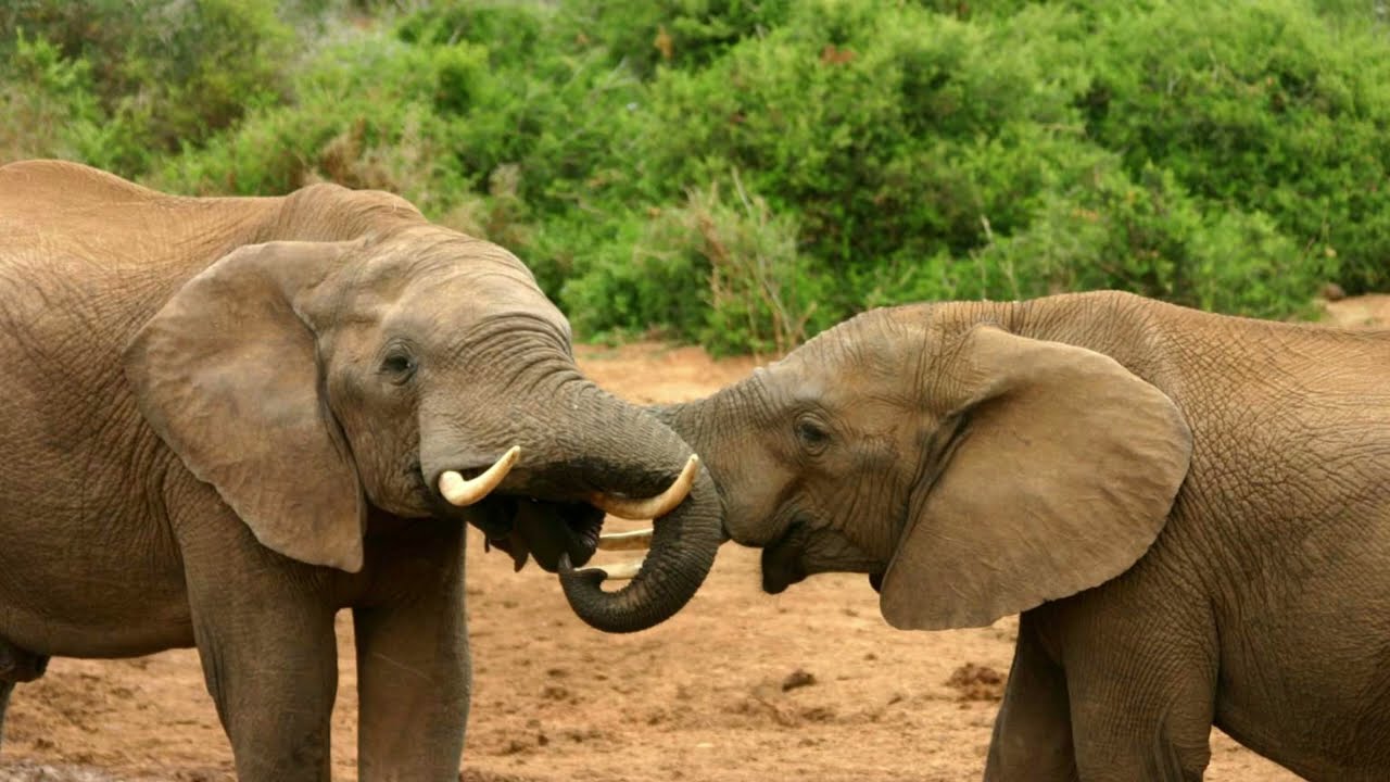 The most fascinating animal courtship rituals