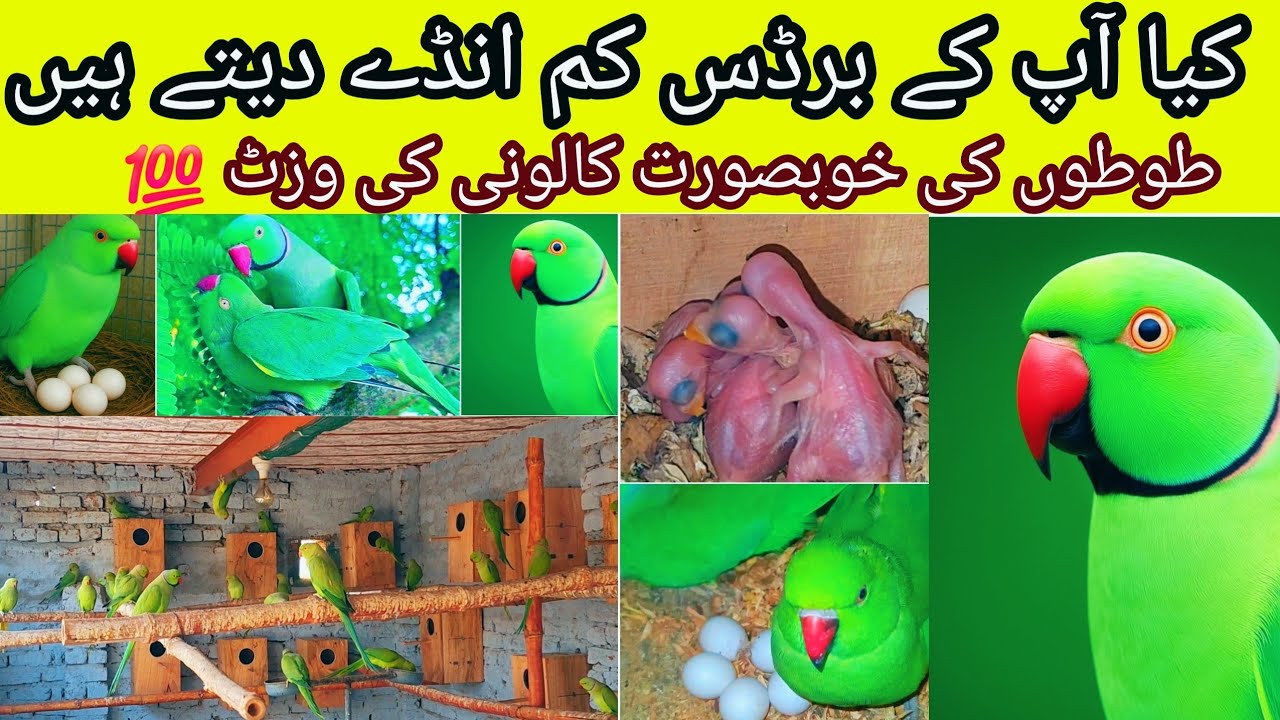 Ringneck parrot breeding Colony update 🦜| Ringneck Breeding Progress | Ringneck parrot colony 🦜