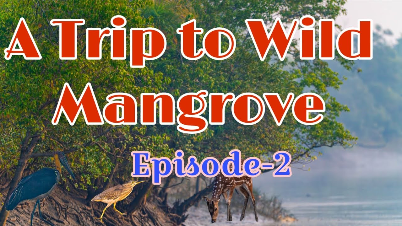 A Trip to Wild Mangrove, Episode-2