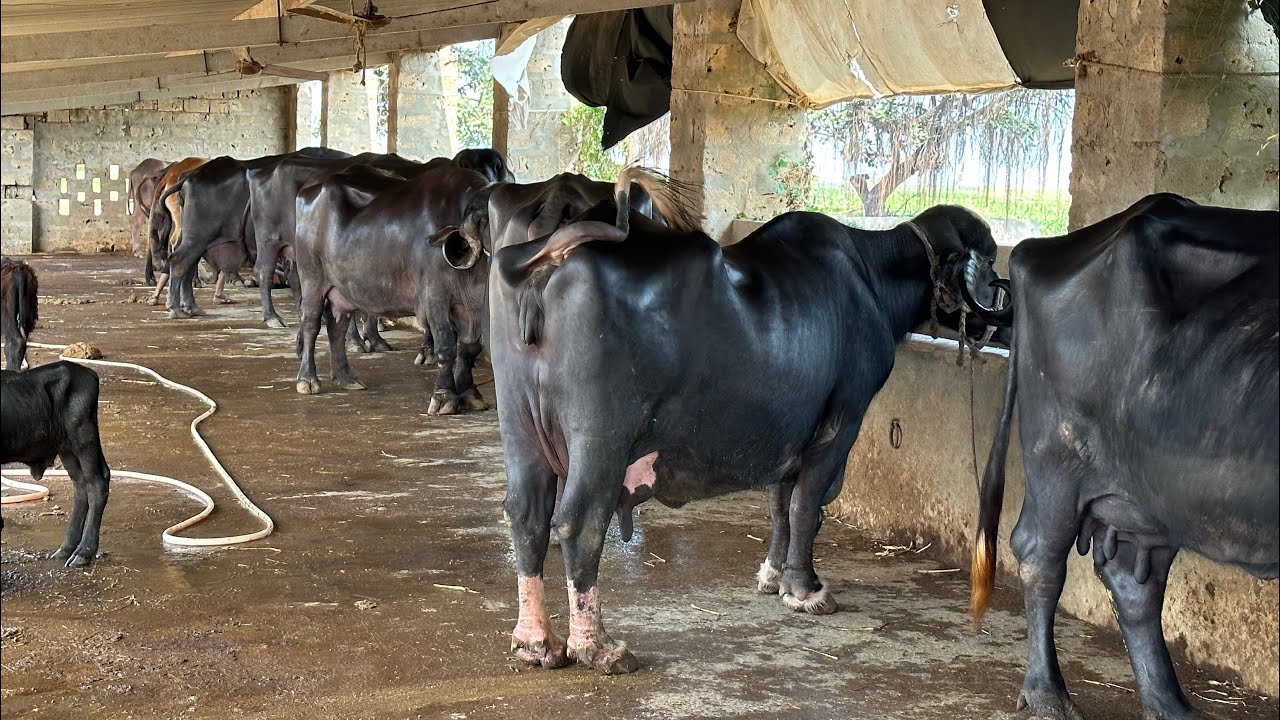 40 लीटर दूध देने वाली जफराबादी भैंस यहां से खरीदे