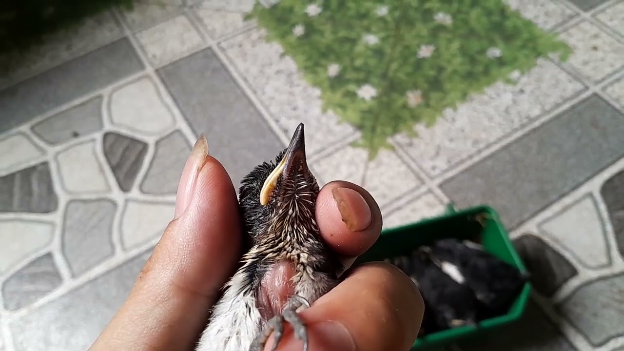 Cách phân biệt chòe than non trống mái chuẩn 100% năm 2025