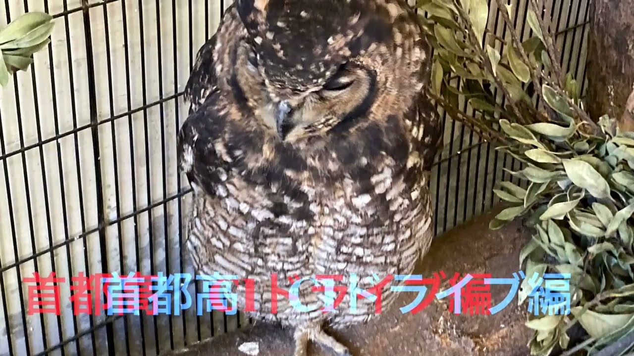 首都高　C1ドライブ