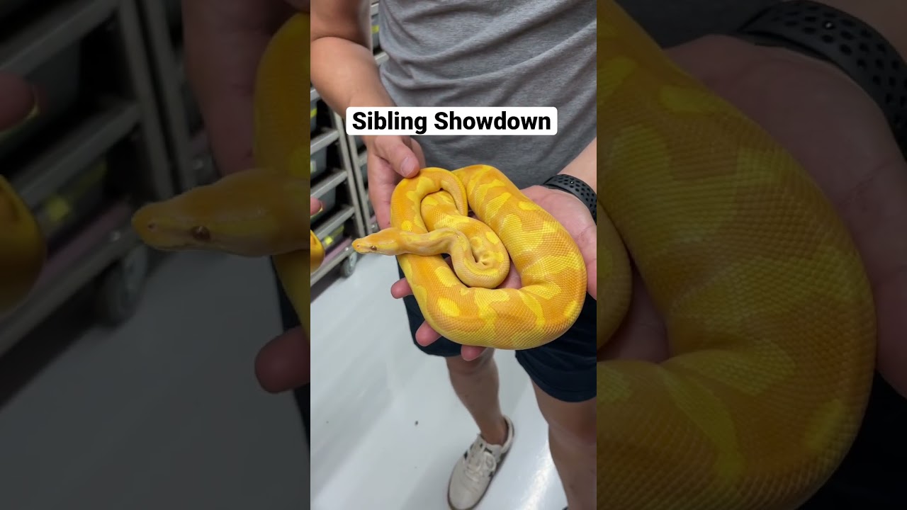 Starburst Ball Pythons all grown up - which is your fav?