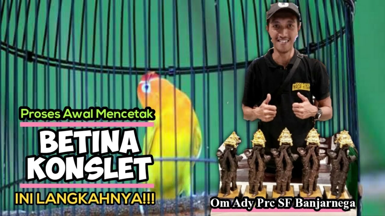 Betina Konslet : PEMBUKTIAN!! ini Proses awal MENUJU lovebird BETINA KONSLET