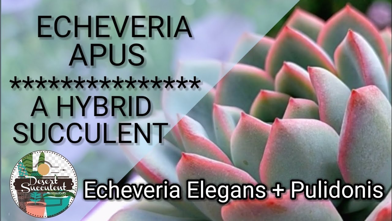 47/100 Echeveria Apus Succulent Care || A hybrid between Echeveria Elegans & Echeveria Pulidonis
