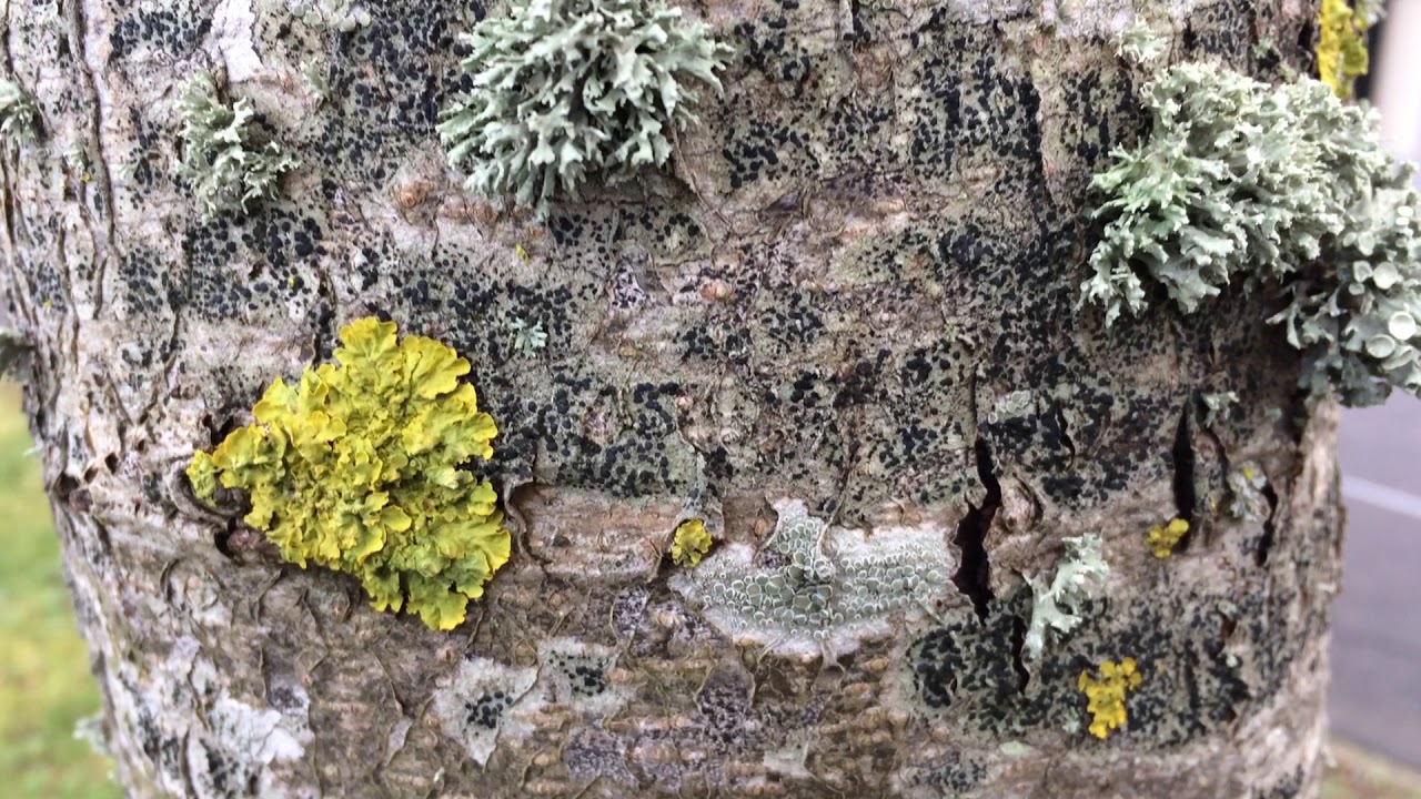 Wild service tree (Sorbus torminalis) - bark close up - January 2018