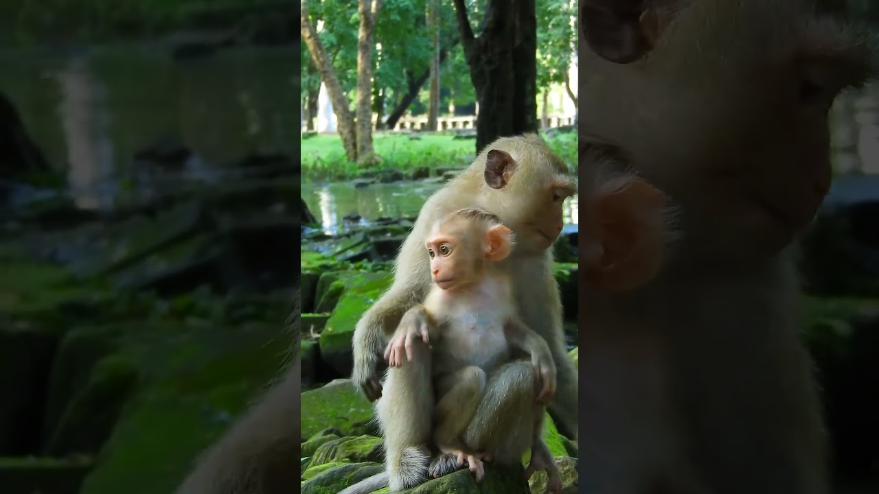 What's the REAL Life of Monkeys Like at Angkor Wat
