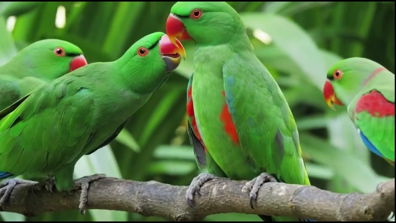 Beautiful Bird Sounds & Nature Ambience