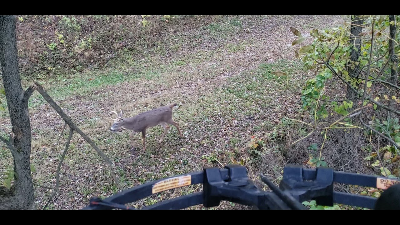Atlanta Wildlife Missouri