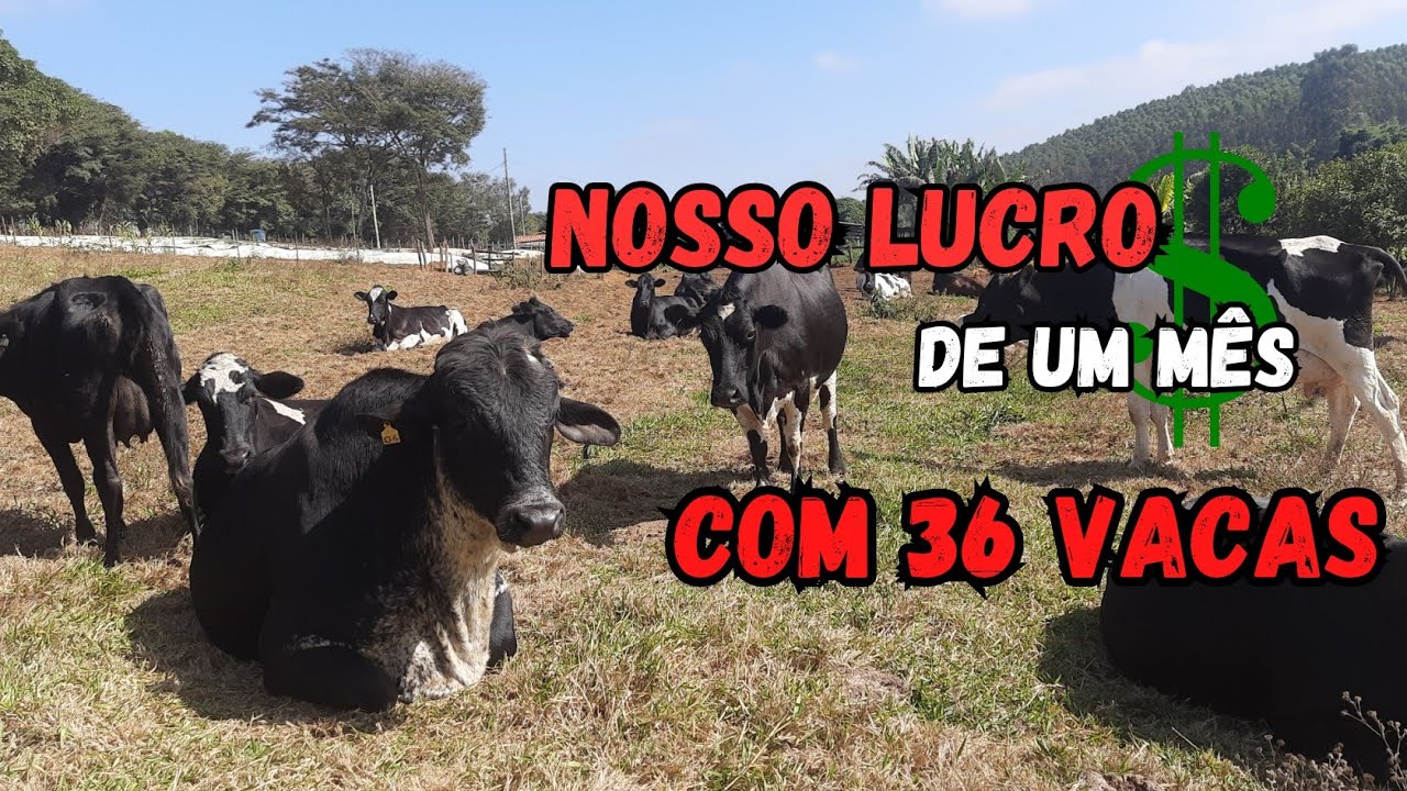 Quanto ganhamos por MÊS com com 36 vacas Leiteiras?