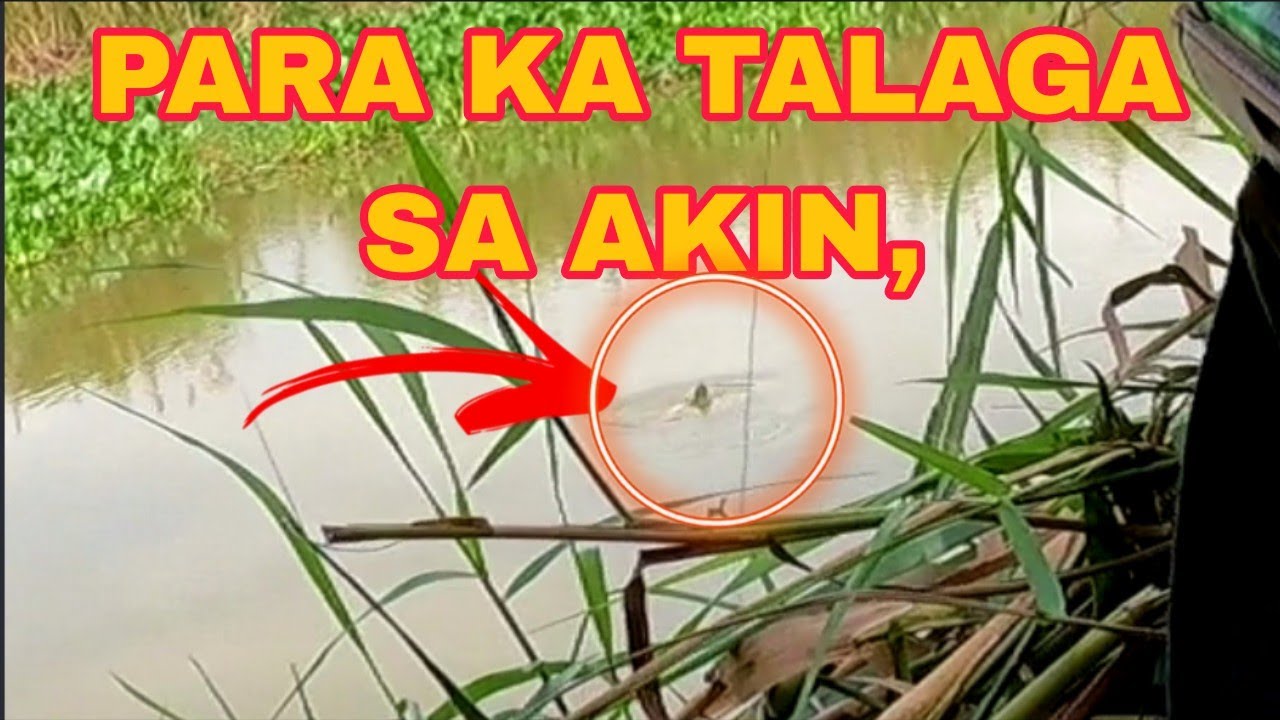 JACKPOT NA SA TILAPIA + MAY MALAKING DALAG PA /Airgun Fishing /Fishgunerong Madiskarte