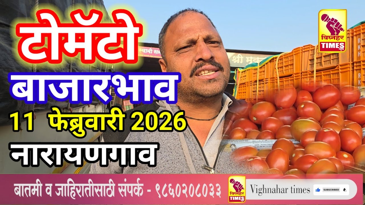नारायणगाव टोमॅटो मार्केट l दिनांक 11 फेब्रुवारी 2020 रोजी टोमॅटोला पहा काय मिळाले बाजारभाव?