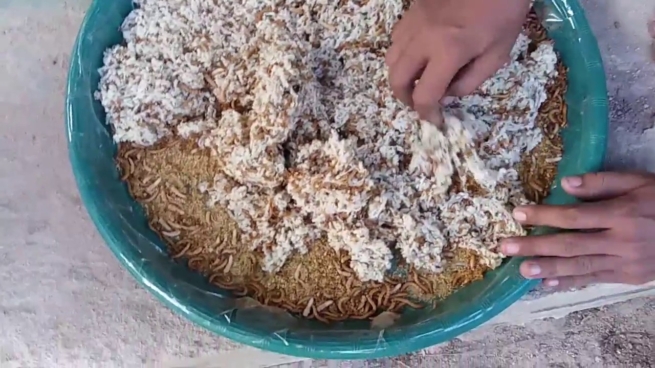 CARA CEPAT ULAT JADI KUMBANG pada ulat hongkong (ulat jerman)how fast the mealworm to beetle