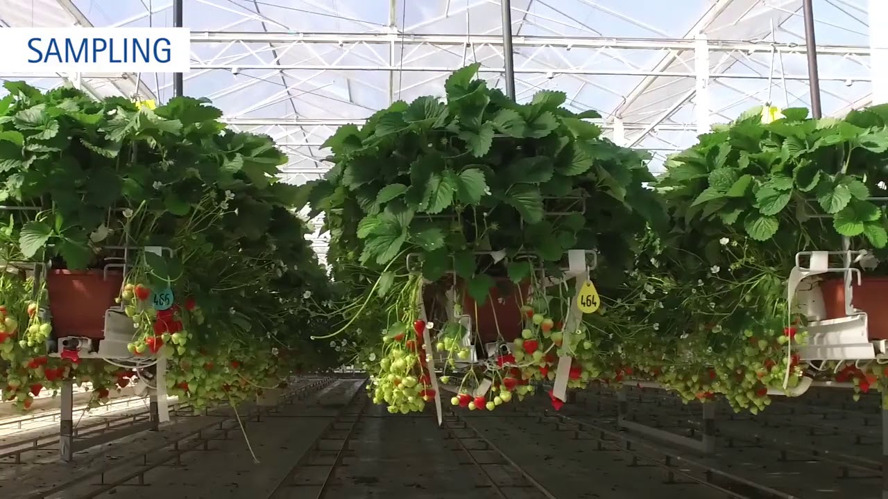 How to take a potting soil sample with an auger