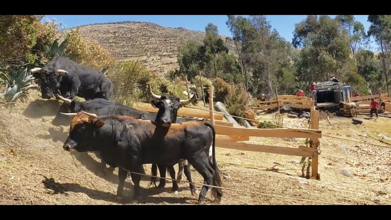 EMBARQUE Y DESEMBARQUE DE TOROS BRAVOS 2