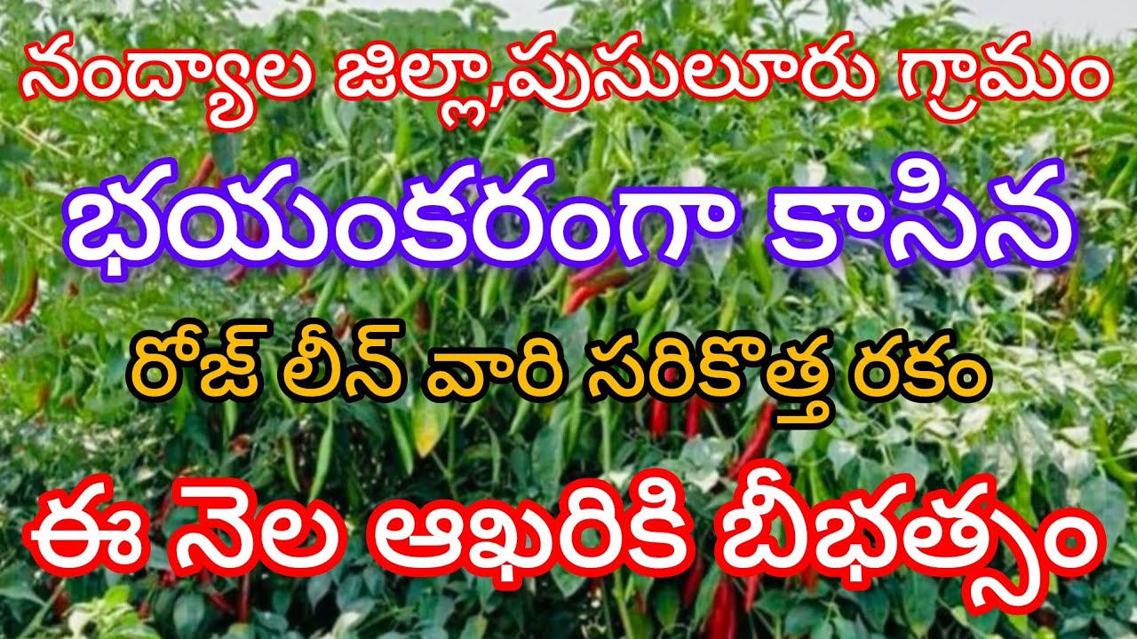 మిర్చి తోట మాములుగా లేదు.